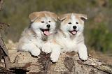 AKITA INU 049